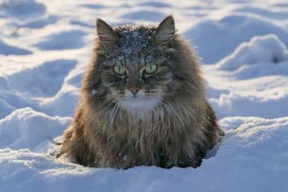 cat, snow, winter